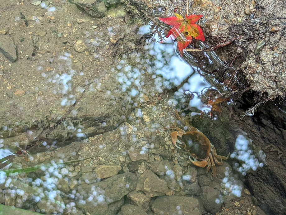 近所の公園の川でみつけたサワガニ